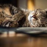 Comment prévenir les maladies courantes chez les chats ?