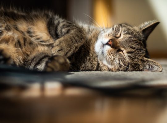 Comment prévenir les maladies courantes chez les chats ?