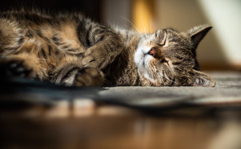 Comment prévenir les maladies courantes chez les chats ?